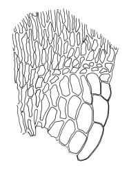 Wijkia extenuata var. extenuata, alar cells of stem leaf. Drawn from B.H. Macmillan 95/42, CHR 506658, and D. Glenny s.n., 25 Nov. 1985, CHR 438413.
 Image: R.C. Wagstaff © Landcare Research 2016 